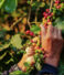 Chi ha Scoperto il Caffè?