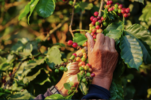 Chi ha Scoperto il Caffè